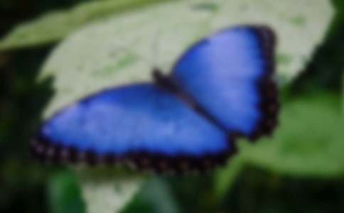 �����������̰�