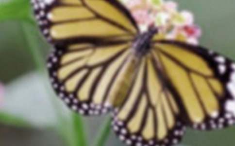 �����һ��̰��ϼ���2ƪ��