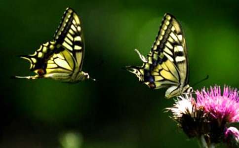 �����һ��̰�15ƪ