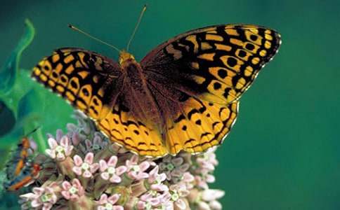 ����԰��ĺ������̰�