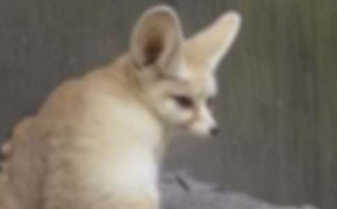 中班语言教案:小狐狸的枪和炮