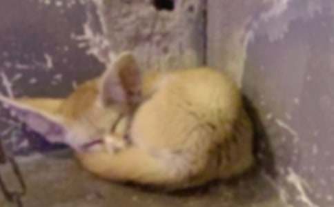 �������ҹۺ��