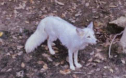 《了不起的的狐狸爸爸》读后感