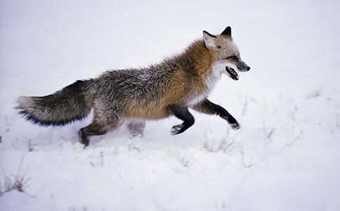 小狐狸的书桌读后感