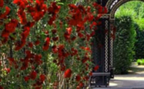 �����˵Ļ�԰�и�