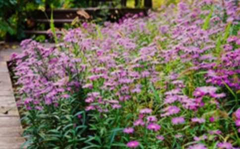 �����˵Ļ�԰���̰�