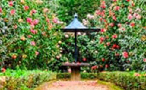 �аཡ���̰���С�õĻ�԰