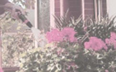 ����Сѧ����