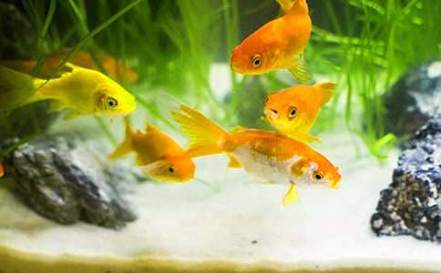 �������㡷С�������̰�