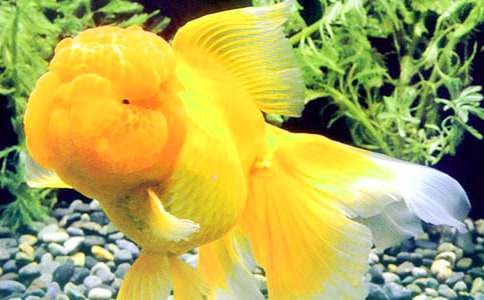 小金鱼小学作文(大全2篇)