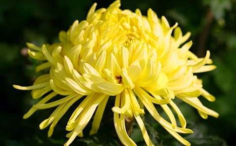 秋天的菊花教案