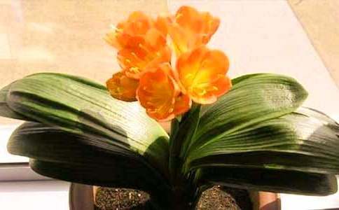 我爱君子兰小学作文