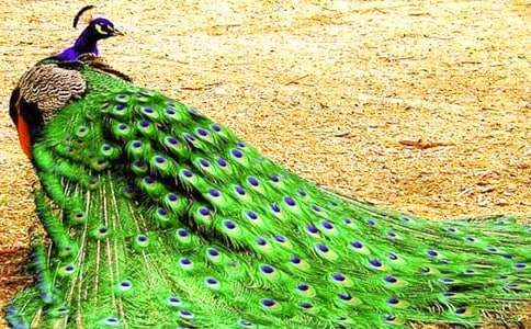 有关孔雀的小学作文汇编6篇