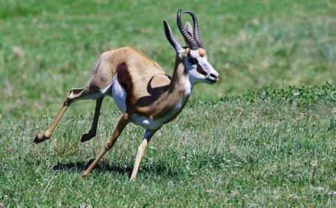 羚羊木雕的读后感(13篇)