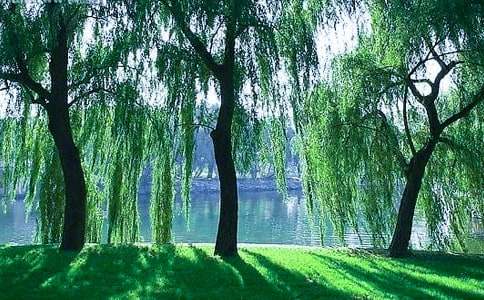 ����Сѧ����