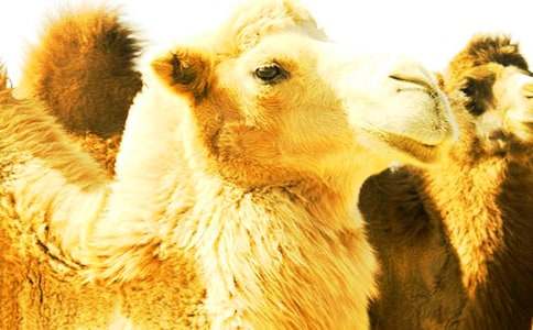 ����Ѱ���ǽ̰�