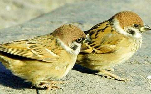 ��С��ȸ�������