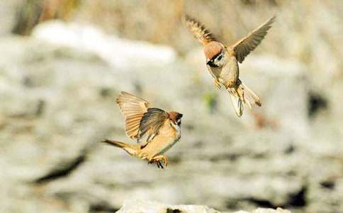 ����ȸ������л��15ƪ