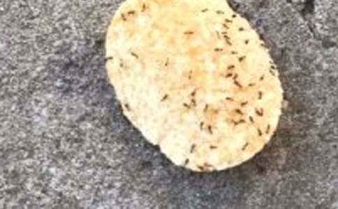 《小蚂蚁》教案4篇