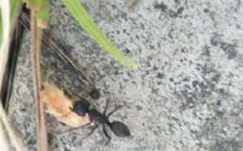 С����Ϸ���ϰᶹ�̰�