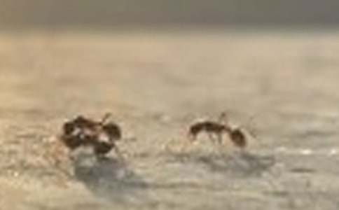 С���ϱ���̰�