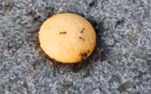 ����ֻ���ϡ������