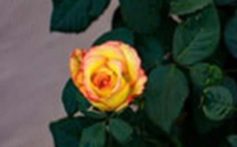 ҹݺ��õ�����У���ѡ11ƪ��