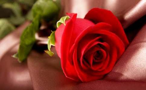 ��С¹��õ�廨���̰�14ƪ