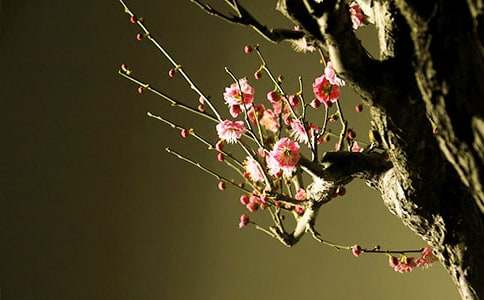 写梅花的初中作文