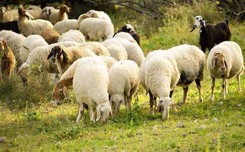 中班综合教案:小绵羊生气了