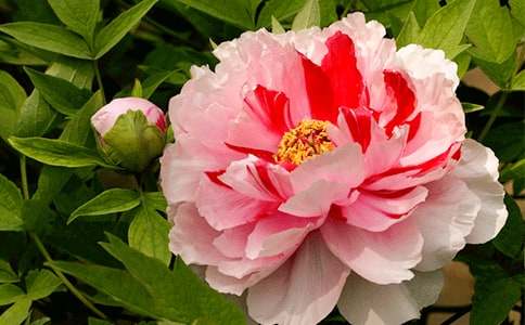 【热门】牡丹花小学作文3篇