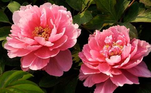 ĵ��԰Сѧ����