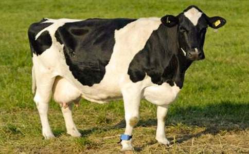 �а����ԡ��������ţ���̰�