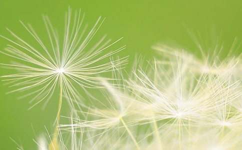 《蒲公英》教案