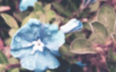 ǣţ��Сѧ����15ƪ