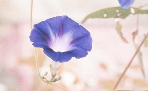 ��ǣţ�����̰�