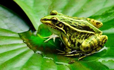 小学作文:青蛙的自述