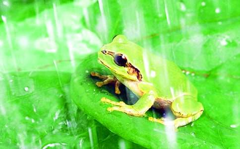 有关小班小青蛙听故事教案三篇