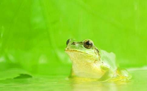 ������Խ̰�С����