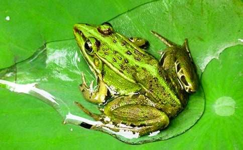 Сѧ��С���ܡ��̰�����ѡ21ƪ��