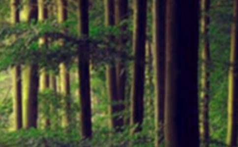 (精华)小班森林防火安全教案