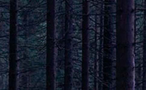 ɭ�ַ���ר��ν̰�ģ�壨ͨ��13ƪ��