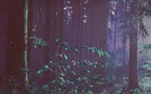 ����ɭ�ַ������ļ���5ƪ