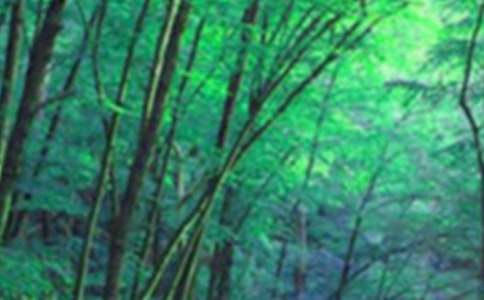 观看奇幻森林有感