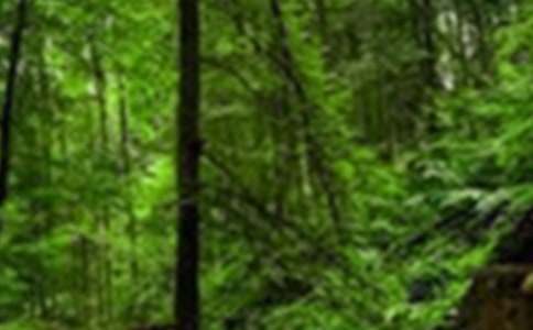 森林防火教案15篇