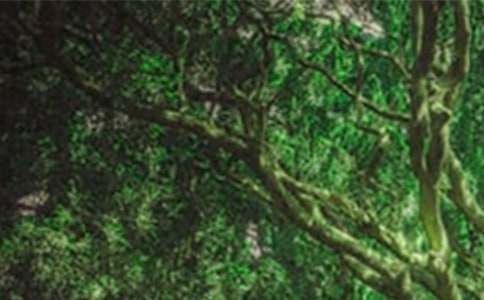 ��ɭ�ֱ�������н���[13ƪ]