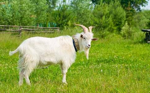 ��ɽ�򲻳����òݡ�����У�������