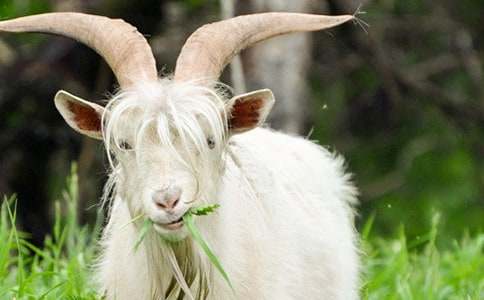 ��ɽ�򲻳����òݡ�����л��15ƪ