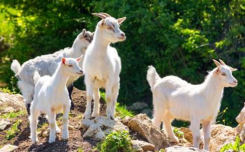小班语言教案:机灵的小山羊