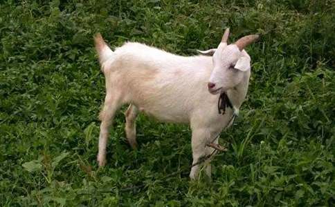 山羊不吃天堂草读后感(15篇)